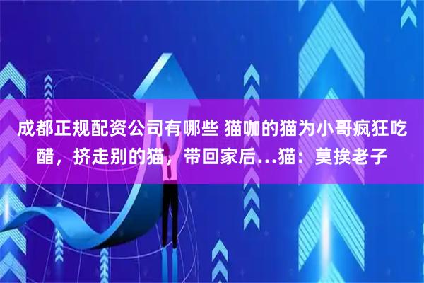 成都正规配资公司有哪些 猫咖的猫为小哥疯狂吃醋，挤走别的猫，带回家后…猫：莫挨老子